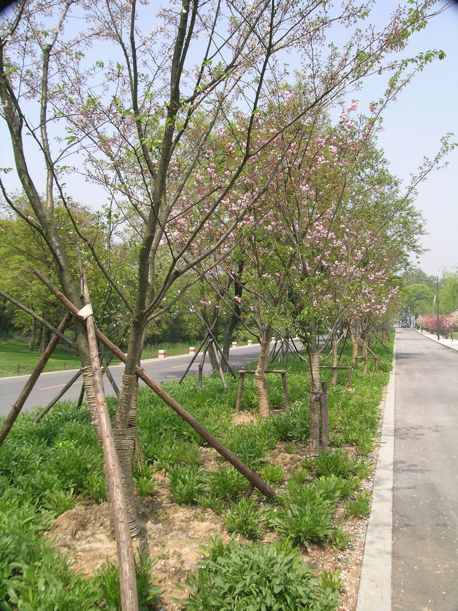 樱木花道